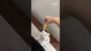 猫猫想吃点东西不容易啊。广东深圳的美国短毛猫凯米尔加白橘猫，American shorthair cameo tabby and white male