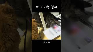 왜 이러는 걸까? #고양이 #대체 왜 그러는걸까