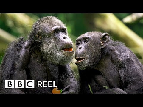 Do chimpanzees feel love?