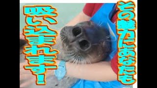 【アザラシ】兄さんの魅力（伊勢シーパラダイス／水族館）