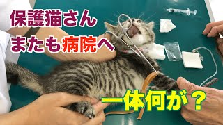 【元捨て猫の保護猫】下痢が止まらず再度病院へ。診断結果やいかに。