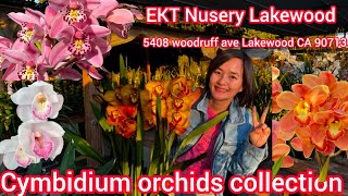 Cymbidium orchid collection, Địa Lan Sưu tầm và hoa tết về tới tấp nập tại EKT Nusery Lakewood