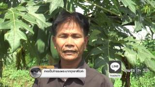 สุราษฎร์ธานี พลิกพื้นที่นาตามรอยเท้าพ่อ | 16-10-59 | เฉพาะกิจในหลวง | ThairathTV