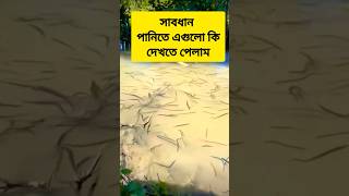 সাবধান পানিতে এগুলো কি দেখতে পেলাম #Leech #জোঁক #bloodsucker#Leechinwater  #becareful #viral #shorts