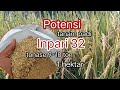 Potensi ( Hasil) tanam Padi Inpari 32... tonase 9-10 ton 1 hektar.