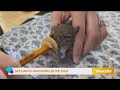 GDL: Second Chances Wildlife Center on Great Day Live