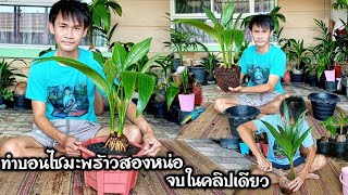 🌴🌴ขั้นตอนการทำบอนไซมะพร้าวสองหน่อจบในคลิปเดียว!!!🌴🌴