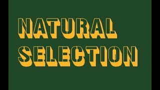 Studyforbio: Natural Selection