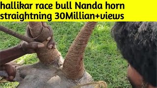 Hallikar younger bull nanda horn strighting in arakalgud youtubeshorts