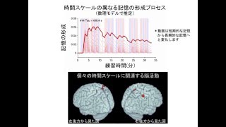 時間スケールの異なる記憶の形成プロセス