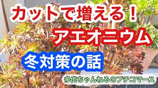 【多肉植物】アエオニウム❣️増やすの簡単❣️カット位置と冬越しの話し