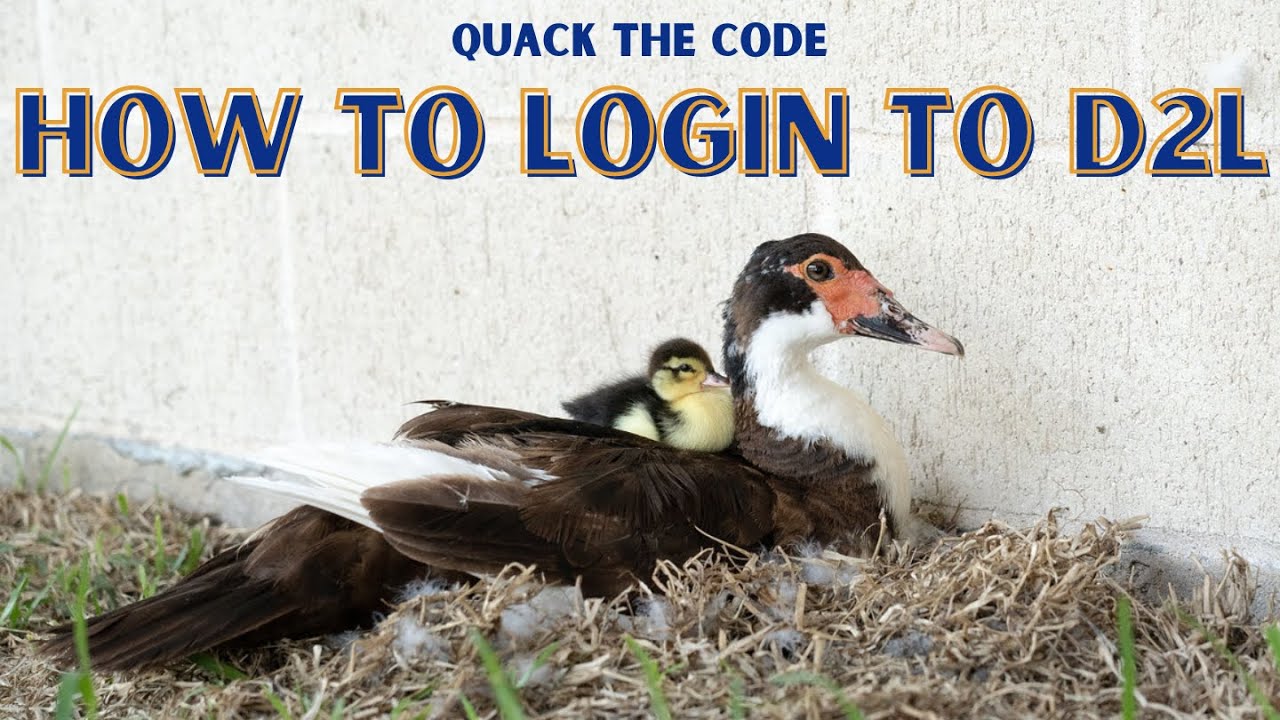 How To Login To D2l Youtube