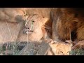 Hungry Giant Male lion feeding #wildlife #magic #lions #travel #maasaimara