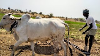 పని గ్యారెంటీ ఉన్న సేద్యపు ఎద్దులు అమ్మకానికి | Bulls for sale | Ongole Bulls | ox for sale | oxen