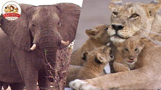 Lions That Prey on Elephants!  A Pride’s Migration Leaves Cubs Behind! 【Pride of Lions: Part 1】