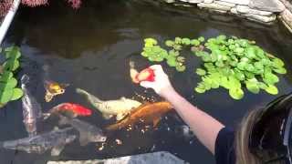 Koi Fish Feeding Time.  Back yard pond.  Very relaxing.