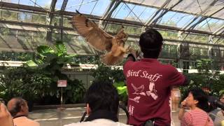 掛川花鳥園フクロウショー スローモーション