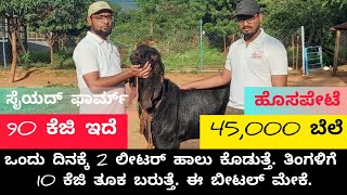 ಒಂದು ತಿಂಗಳಿಗೆ ಹತ್ತು ಕೆಜಿ ತೂಕ ಬರುತ್ತೆ ಬೀಟಲ್ ಮೇಕೆ. BEETAL GOAT FARMING. GOAT FARMING IN KANNADA.