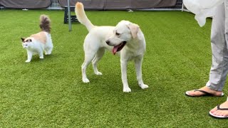 夏の遊び場準備に付き合う犬と猫（落ち葉拾い）