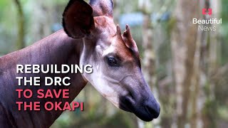 How the keepers of the last wild okapi are championing conservation in the DRC | Beautiful News