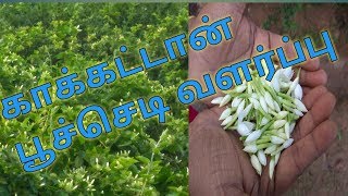 காக்கட்டான் பூச்செடி வளர்ப்பு || First time in youtube || kakkattan poo chedi