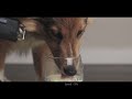 dog drinking water 🐶 puppy asmr relaxing and satisfying sounds no talking