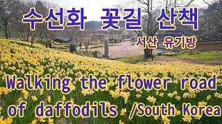 [4K]수선화 산책! 서산 유기방가옥[Walking on the narcissus flower road/South Korea]