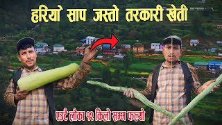 हरियो साप जस्तो तरकारि खेति Kul Bdr Oli Reveals the SECRET to Successful Vegetable Farming in Nepal!