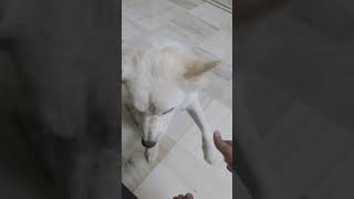 Dog 🐕 Giving Shake Hand to me  నా కుక్క 🐕 నాకు షేక్ హ్యాండ్ ఇస్తోంది  #shorts #ytshorts