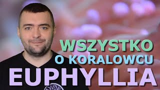 Wszystko o Euphylliach (falujące królowe akwarium morskiego) / Everything about Euphyllia corals