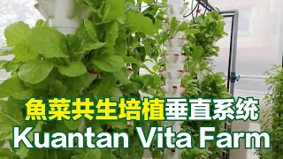 拜訪魚菜共生培植業者Kuantan Vita Farm 20200726【City Vege城市水培】