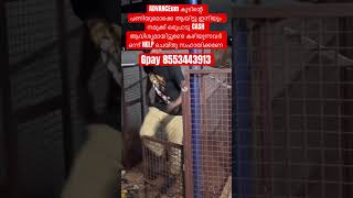 SHELTERINL മക്കളിന്റെ കൂടിന്റെ പണി തുടങ്ങിട്ടുണ്ട് GPAY 8553443913