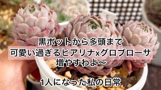 [多肉植物]可愛い過ぎるヒアリナxグロブローサと^_^1人になった私の戯言