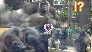 Gorilla◆￼Mental growth.Momotaro grows closer to Genki and Gentaro.【Momotaro family