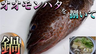 【料理】釣り師から貰った【オオモンハタ】がお鍋に合いまくり！