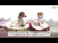 vlog ビーグルのリアルな日常、ご飯、食べる、寝る、犬服、おうちバーベキュー、特別な日