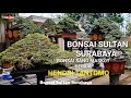 Bonsai Sultan Surabaya Bapak Hendri Tantomo