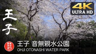 🌸 4K【さくら散歩】🌸  5. OHJI(Cherry blossom 2020)  王子音無親水公園