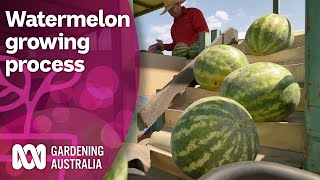 We find out what goes into growing and distributing watermelons | Discovery | Gardening Australia