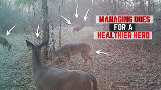 Doe Management  - Should You Harvest Does?