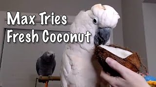 Max Tries Fresh Coconut for the First Time