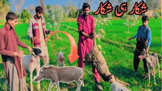 Dog vs. Jackal: The Ultimate Survival Challenge||Gedar Ka Shikar