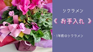 2022年1月3日　【シクラメン】贈答品の株　ラッピングを外して《手入れ》をします　来年も咲かせる為のひと工夫