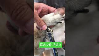 【犬の爪切り】巨大化した爪の爪切り #shorts