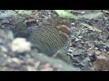 taiwan hill partridge