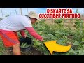 Gaano Kadali at Kabilis ang Kita sa Pipino Farming / Cucumber Farming