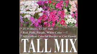 CLARKIA GODETIA COLORFUL TALL MIX  FLOWER SEEDS on  www.MySeeds.Co