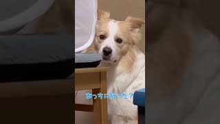 自分より小さな体の猫に怯える犬【ボーダーコリー】#shorts