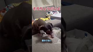 それ、ちょうだい。 #dog #犬のいる暮らし #おもしろい犬 #いっぬ #可愛い