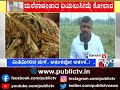 ragi crop damaged due to heavy rain in kolar